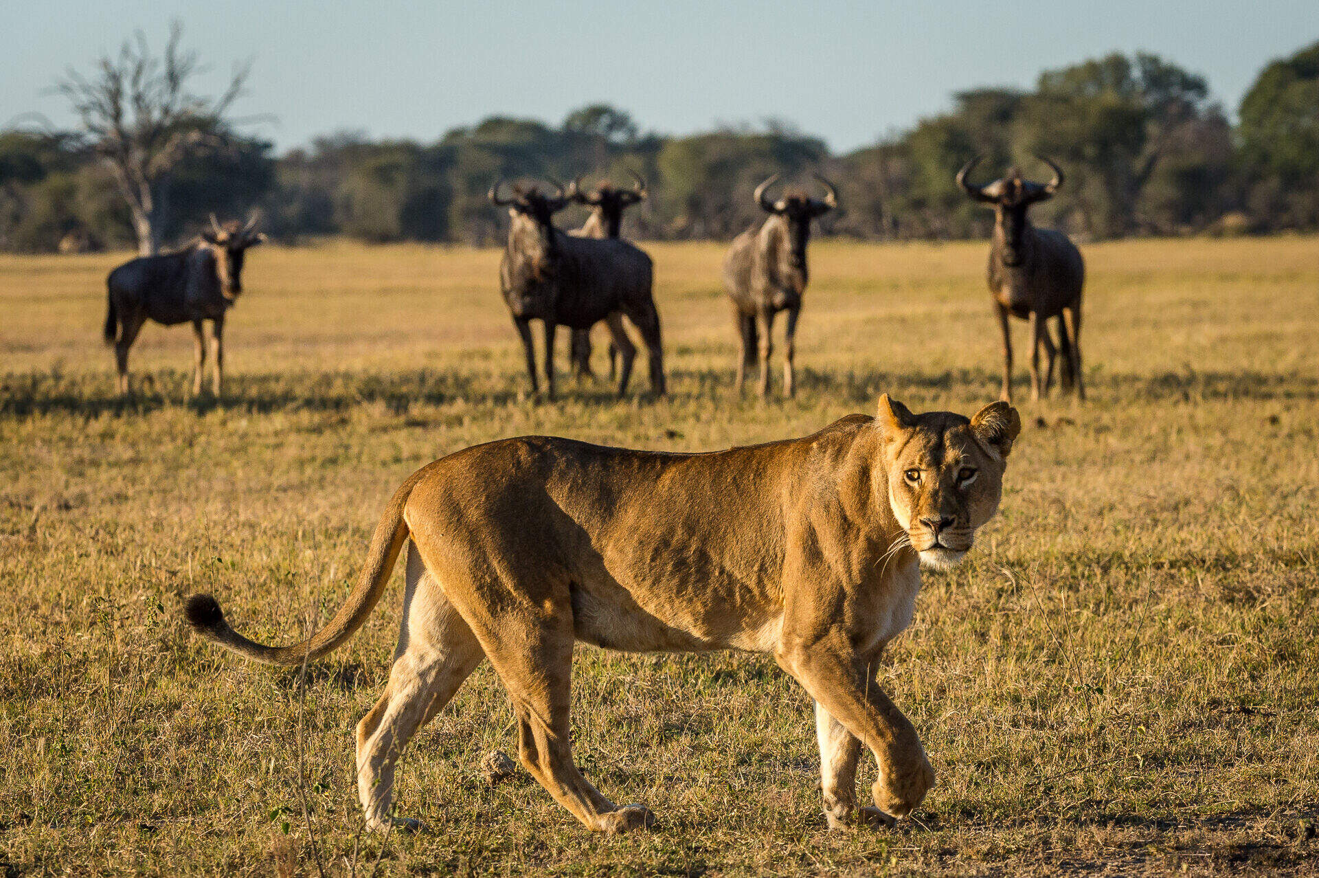 5 Days Beautiful Tanzania Lodge Safari